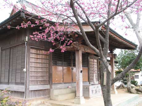 神社と寒緋桜